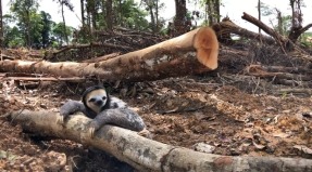 Ecologistas piden que no se acelere la expansión de la industria de la biomasa en la Guayana Francesa