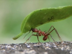 Las hormigas muestran la relación entre cultivos energéticos y conservación de la biodiversidad