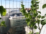 Un limonero al sol