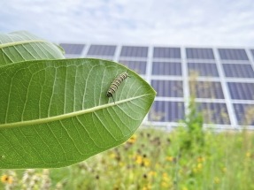 Un estudio confirma que las plantas solares pueden ayudar a proteger a los insectos