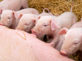 La geotermia en granjas porcinas permite un ahorro de hasta el 75%