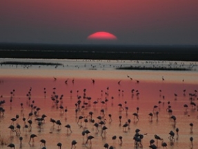 Ecologistas en Acción exige la paralización total del almacenamiento de gas natural en Doñana