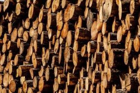 Navarra apuesta por poner en valor la madera de sus bosques