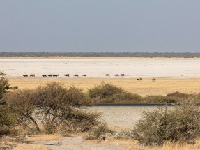 Botswana busca ofertas para construir 200 MW de termosolar