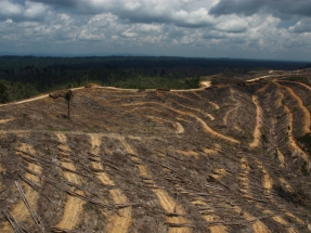 Noruega también quiere dar carpetazo al aceite de palma para biodiésel