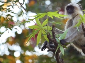 Una nueva enfermedad infecciosa emerge en los humanos cada 4 meses