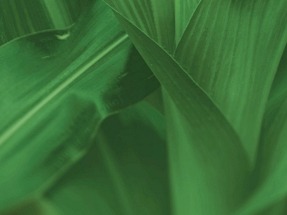 Neogen Releases CelluSmart Technology for Biofuel Industry