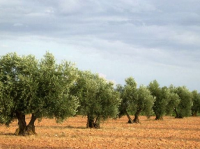 Cómo replantar 25.000 árboles en un día para frenar el cambio climático