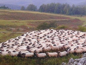 Colza para alimentar a las ovejas y generar la energía del queso Idiazabal
