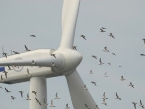 SEO/BirdLife solicita la retirada de la autorización ambiental a dos parques eólicos en el País Vasco