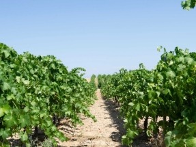 La "moratoria renovable" aprobada por el Gobierno de La Rioja pone en peligro la viabilidad del viñedo