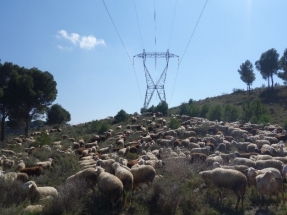  Red Eléctrica "pone" a las ovejas a pastar bajo las líneas eléctricas