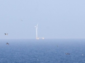 SEO/BirdLife alerta sobre el potencial impacto en la avifauna de la eólica marina en aguas de Galicia