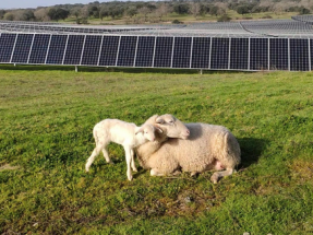 El ministro luso de Medio Ambiente inaugurará el 17 de mayo las cuatro plantas fotovoltaicas de Solaria en Portugal