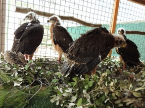 El Govern balear considera "significativa" la reducción de "muertes por electrocución" de águilas de Bonelli