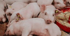 Enagás y Agropor firman un acuerdo para valorizar los bioresiduos de la ganadería porcina murciana