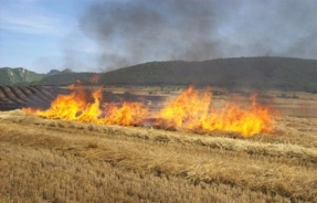 Valencia destina 300.000 euros para promover alternativas a las quemas agrícolas