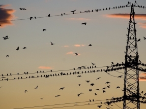 Las líneas de alta tensión, ¿corredores verdes para las aves?