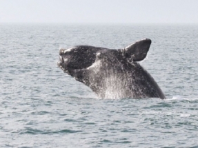 Vineyard Wind Launches Search for Acoustic Monitoring Systems to Help Safeguard North Atlantic Right Whales