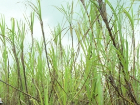 DOE Grants $10.6 Million to Research Increased Production of Biofuels DOE Grants $10.6 Million to Research Increased Production of Biofuels