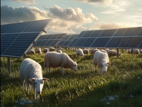 Sustainable Agriculture: The Role of AI, Automation, and Renewables in Protecting Our Planet