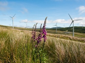 Ørsted and FuturEnergy Ireland Granted Planning Approval for 121 MW Coom Green Energy Park