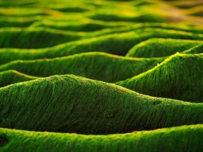 £4 Million Funding Boost for UK Biomass