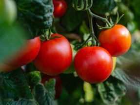 How Solar Can Be Utilized for Gardening
