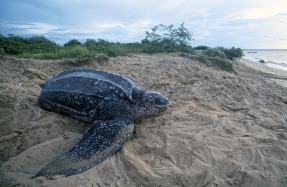 Ecologistas denuncia la presencia de 14 especies en peligro donde se ubicará el parque eólico marino Breogán en Lugo