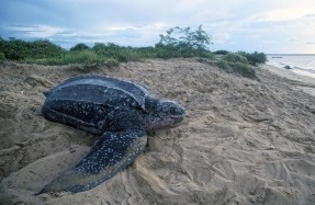 Ecologistas denuncia la presencia de 14 especies en peligro donde se ubicará el parque eólico marino Breogán en Lugo