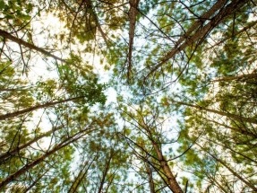 Canada’s Commitment to Biomass Highlighted in its Fall Economic Statement