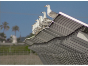  Las plantas fotovoltaicas pueden ser un refugio para la biodiversidad 