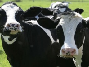 Tres millones de dólares para llevar el biogás a las granjas lecheras de todo Estados Unidos 