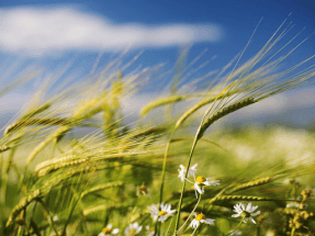 El 15 de junio es el Día Mundial del Viento