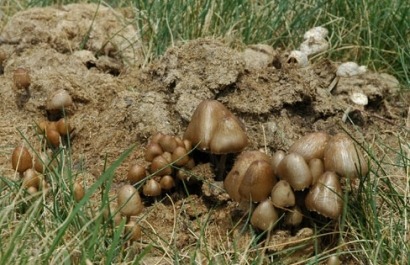 La UE propone abonos bio frente a los fertilizantes sintéticos, muy intensivos en consumo de energía