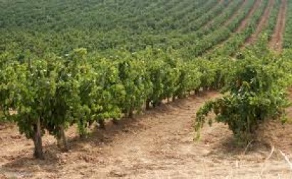 El sector vitivinícola busca alternativas al cambio climático 