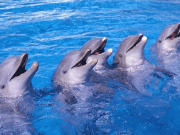 El Aquarium del Zoo de Madrid se renueva para consumir la mitad de energía