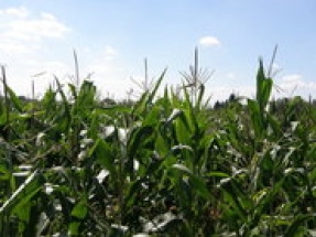 Iowa farmers praise the release of the proposed E15 Rule