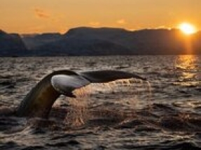 Empire Wind and WCS announce extension of acoustic marine monitoring project in New York Bight