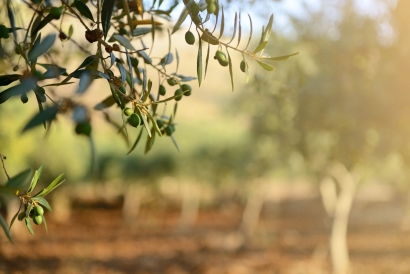 Cómo saber el potencial de biorrefinación de subproductos del olivar y la horticultura