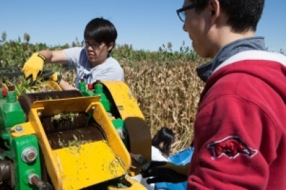 Lípidos de levaduras y de caña de azúcar transgénica para producir biodiésel