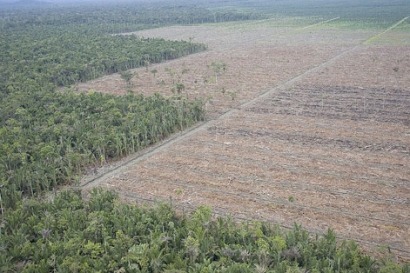 La Comisión de Agricultura del Parlamento Europeo quiere frenar el aceite de palma