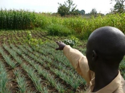 La sostenibilidad de los biocombustibles debe contar más con los pequeños agricultores
