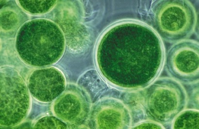 Endesa trabaja con algas genéticamente modificadas para fijar CO2 y producir biocarburantes