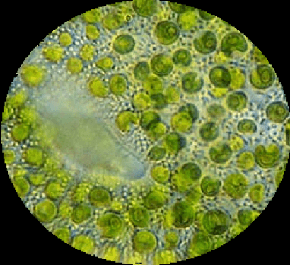 Investigan dos algas para producir biocombustibles y bioplásticos