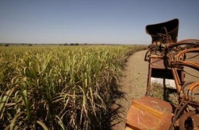 Unilever y Nestlé se unen a ONG contra los biocarburantes de cultivos