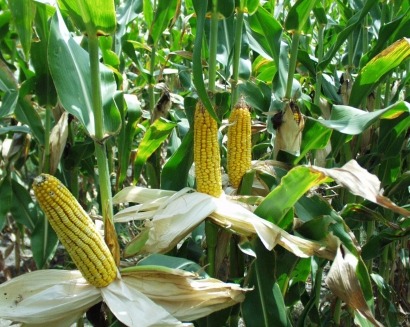 Renacen las críticas hacia los biocarburantes