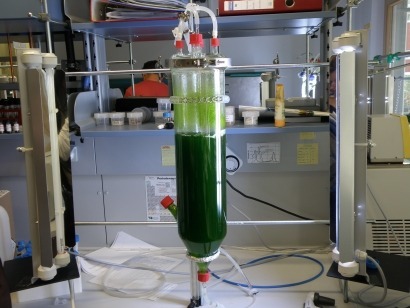 Llega a España una firma italiana especializada en el cultivo de algas para biodiésel