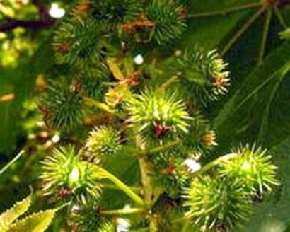 Semilla de castor mejorada, ¿nueva fuente de biodiésel?