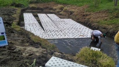 Investigan con plantas acuáticas para limpiar el agua y producir bioetanol